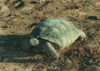 Mojave Tortoise
