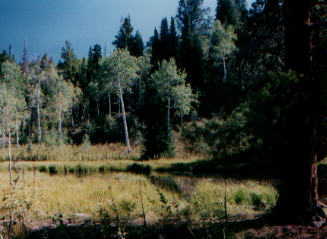 Pond, still muddy from beavers.