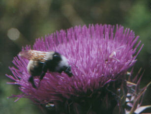 Bee looking for nectar on a thistle.